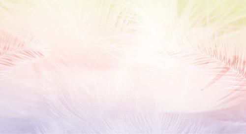 Каталог Картина нежно-розовые перья: Перья | Wall-Style