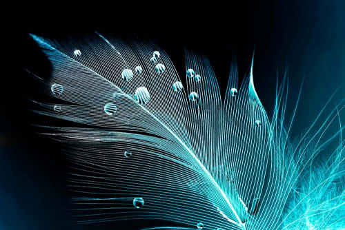 Каталог Фотообои голубое перо:  | Wall-Style