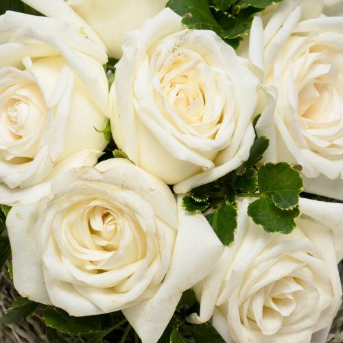 Каталог Фотообои белые розы:  | Wall-Style