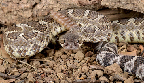 Каталог Картина змея перед нападением: Животные | Wall-Style