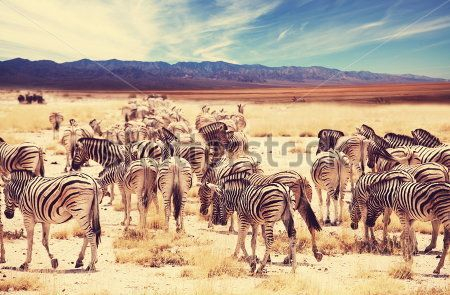 Каталог Картина зебры: Животные | Wall-Style