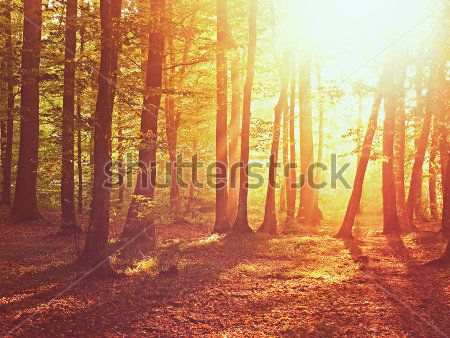 Каталог Фотообои лес:  | Wall-Style