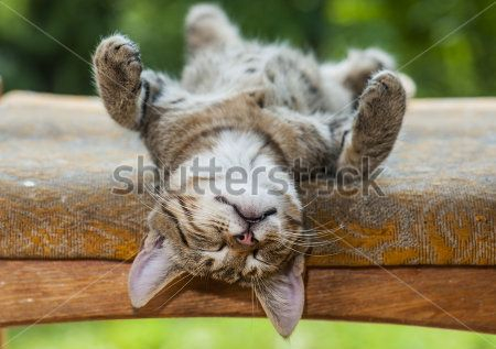 Каталог Картина кот спящий: Животные | Wall-Style
