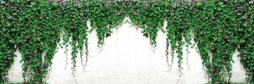 Каталог Фотообои свисающий плющ :  | Wall-Style