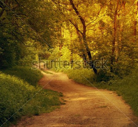 Каталог Фотообои лес:  | Wall-Style