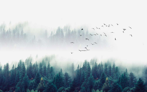 Каталог Фотообои птицы в тумане:  | Wall-Style