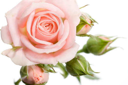 Каталог Фотообои нюдовая роза:  | Wall-Style