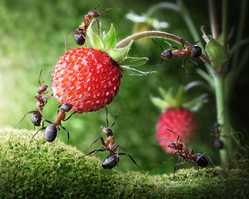 Каталог Фотообои муравьи с клубникой:  | Wall-Style