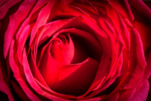 Каталог Картина красная роза: Цветы и растения | Wall-Style