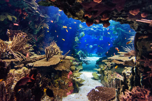 Каталог Картина подводная пещера: Море | Wall-Style