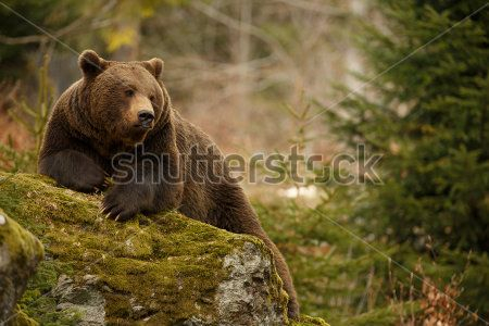 Каталог Фотообои mедведь:  | Wall-Style