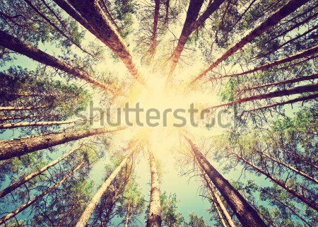 Каталог Фотообои лес:  | Wall-Style