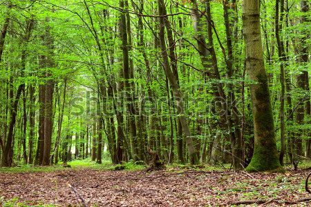 Каталог Картина лес: Природа | Wall-Style