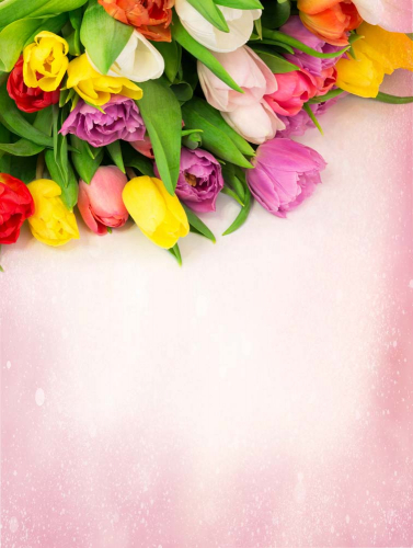 Каталог Картина тюльпаны на розовом фоне: Цветы и растения | Wall-Style