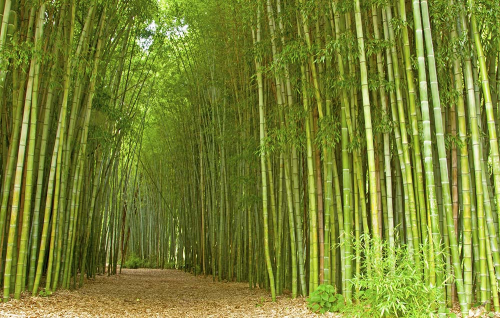 Каталог Картина тропа между бамбука: Природа | Wall-Style