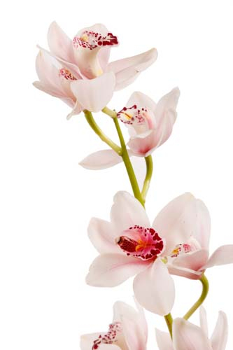 Каталог Фотообои ветка орхидеи:  | Wall-Style