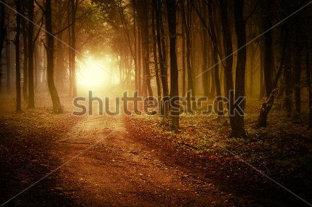 Каталог Фотообои лес:  | Wall-Style