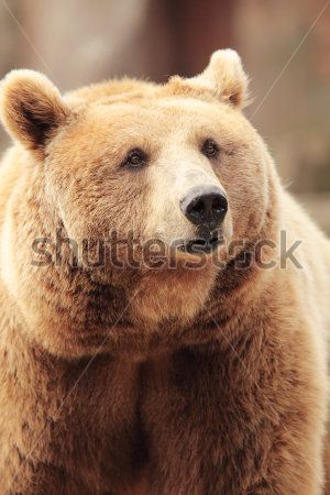Каталог Фотообои медведь:  | Wall-Style
