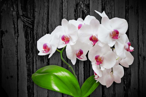 Каталог Фотообои орхидеи на темном фоне:  | Wall-Style