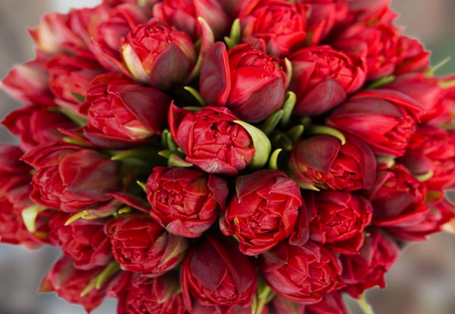 Каталог Фотообои красный букет:  | Wall-Style