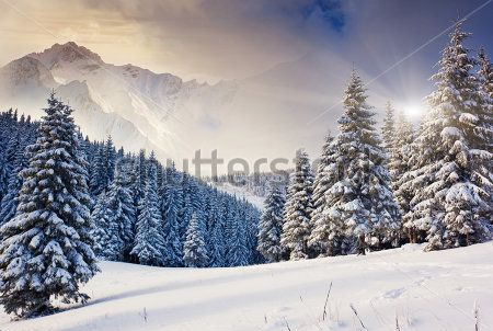 Каталог Фотообои зимний лес:  | Wall-Style