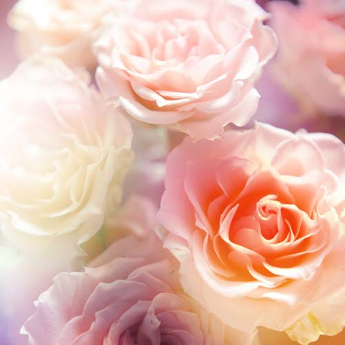 Каталог Фотообои нежные розы:  | Wall-Style