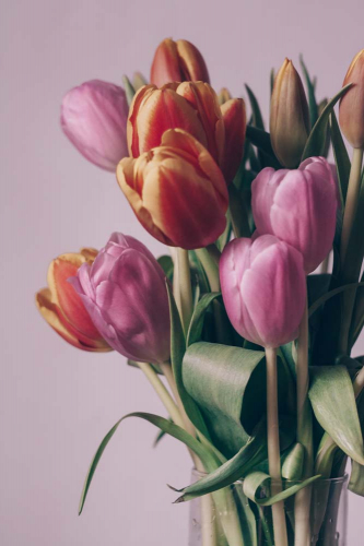 Каталог Фотообои тюльпаны красивые:  | Wall-Style