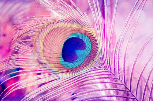 Каталог Картина розовые перья павлина: Перья | Wall-Style