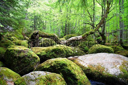 Каталог Фотообои лес:  | Wall-Style