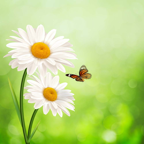 Каталог Фотообои ромашки:  | Wall-Style
