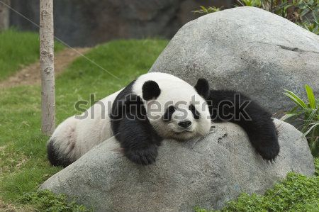 Каталог Картина панда: Животные | Wall-Style