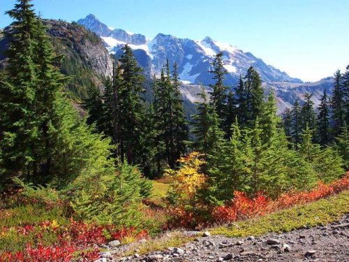 Каталог Картина сосны в горах: Природа | Wall-Style