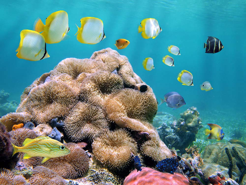 Каталог Фотообои риф с рыбками:  | Wall-Style