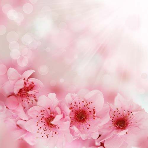 Каталог Фотообои крупные цветки вишни:  | Wall-Style