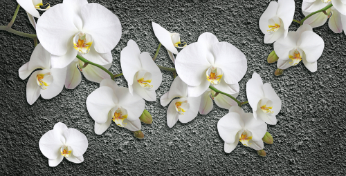 Орхидеи на стене