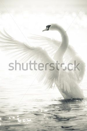 Каталог Фотообои лебедь:  | Wall-Style
