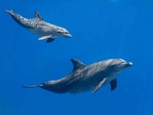Каталог Фотообои дельфины и море:  | Wall-Style