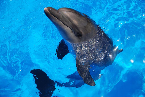 Каталог Картина дельфин в воде: Животные | Wall-Style