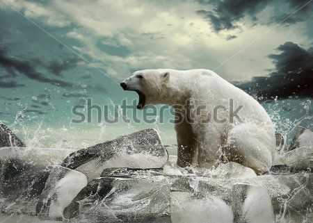 Каталог Картина белые медведи: Животные | Wall-Style