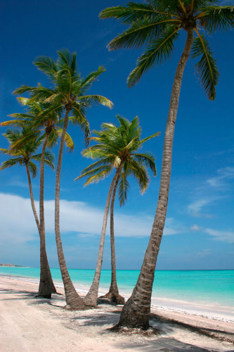 Каталог Фотообои пальмы на пляже:  | Wall-Style