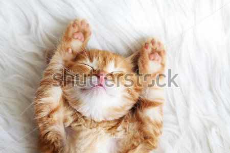 Каталог Фотообои рыжий кот:  | Wall-Style