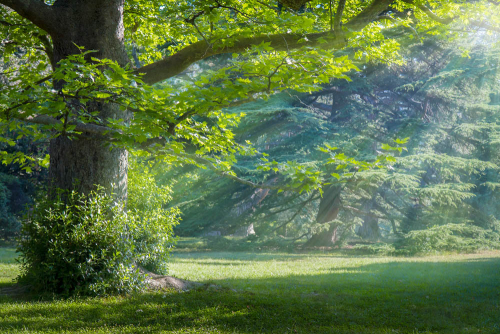 Каталог Фотообои лес:  | Wall-Style