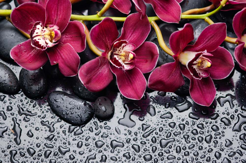 Каталог Картина яркие орхидеи на воде: Цветы и растения | Wall-Style