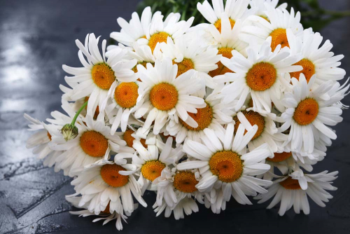 Каталог Картина ромашки на сером фоне: Цветы и растения | Wall-Style