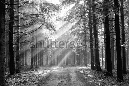 Каталог Фотообои лес:  | Wall-Style