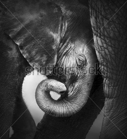 Каталог Картина слон: Животные | Wall-Style