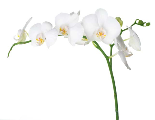 Каталог Фотообои ветка орхидеи:  | Wall-Style