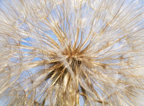 Каталог Фотообои одуванчик:  | Wall-Style