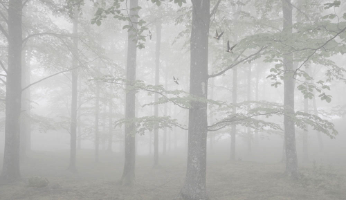 Каталог Фотообои лес:  | Wall-Style