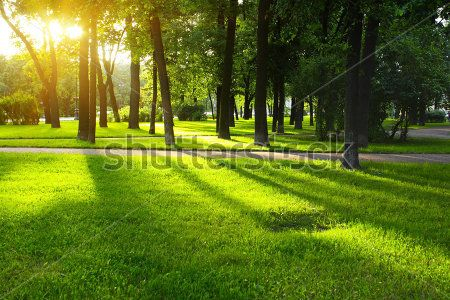 Каталог Фотообои парк:  | Wall-Style